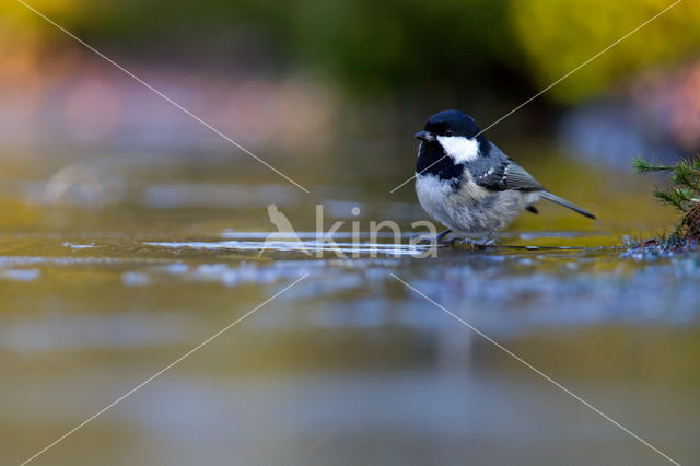 Zwarte Mees (Parus ater)