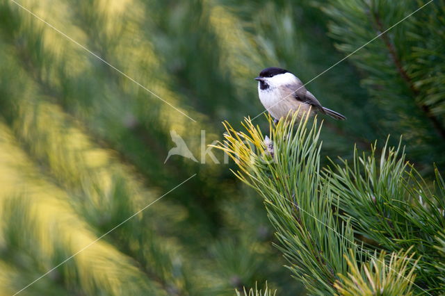 Marsh Tit (Parus palustris)