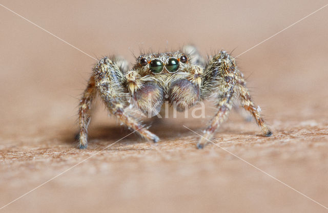 Jumping Spider (Marpissa muscosa)