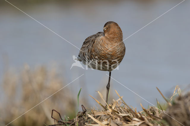 Black-tailed Godwit (Limosa limosa)