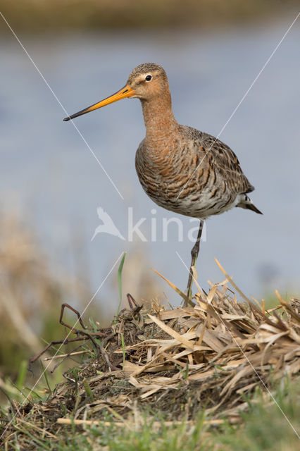 Black-tailed Godwit (Limosa limosa)