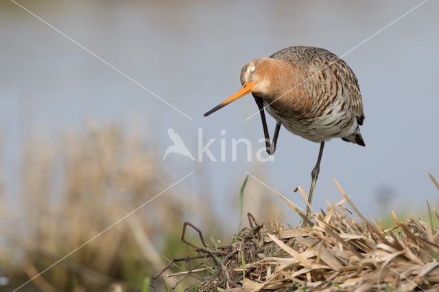 Black-tailed Godwit (Limosa limosa)