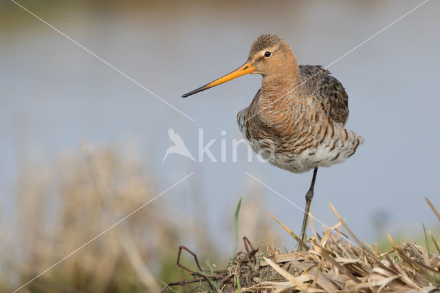 Grutto (Limosa limosa)