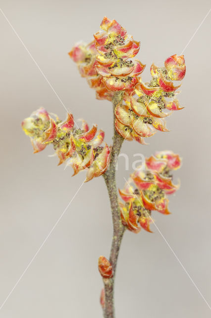 Bog myrtle (Myrica gale)