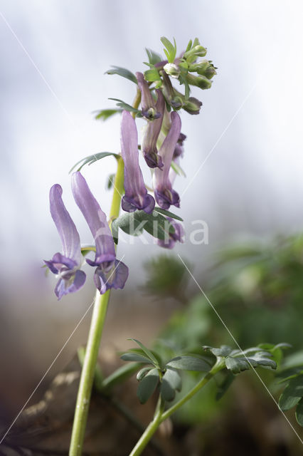 Vingerhelmbloem (Corydalis solida)