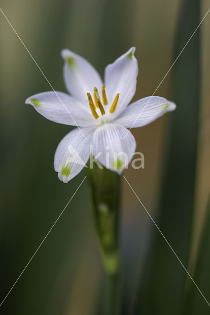 Summer Snowflake (Leucojum aestivum)