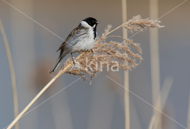 Reed Bunting (Emberiza schoeniclus)