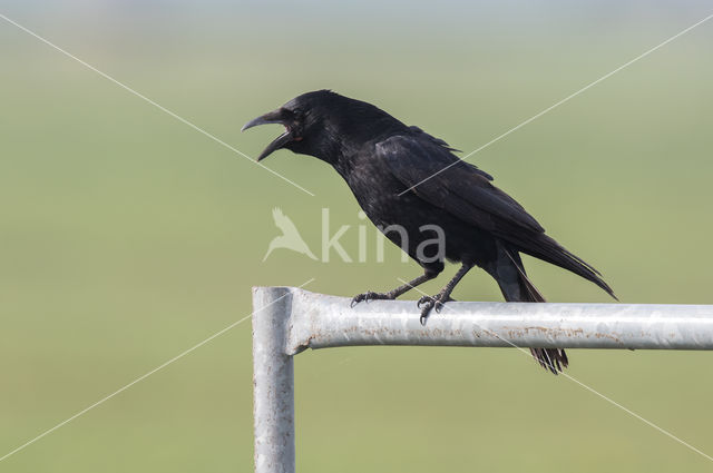 Zwarte Kraai (Corvus corone)