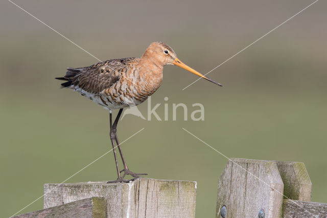 Black-tailed Godwit (Limosa limosa)