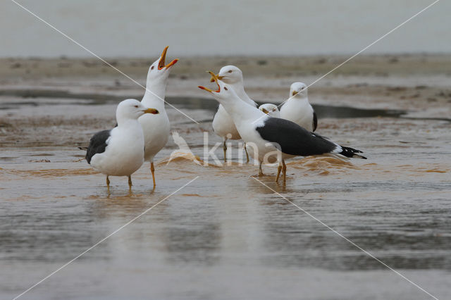 Lesser Black-backed Gull (Larus fuscus)