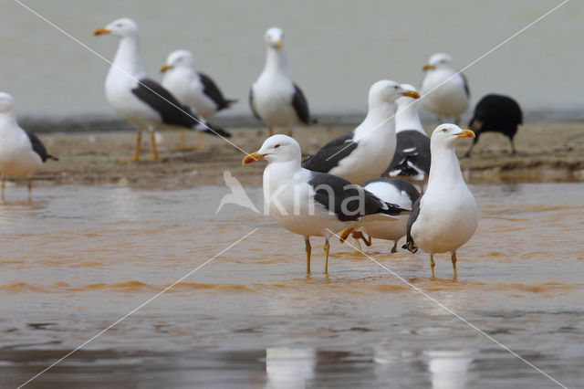 Lesser Black-backed Gull (Larus fuscus)