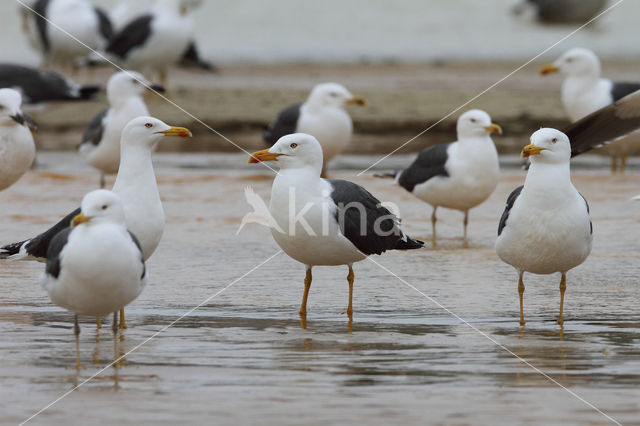 Lesser Black-backed Gull (Larus fuscus)