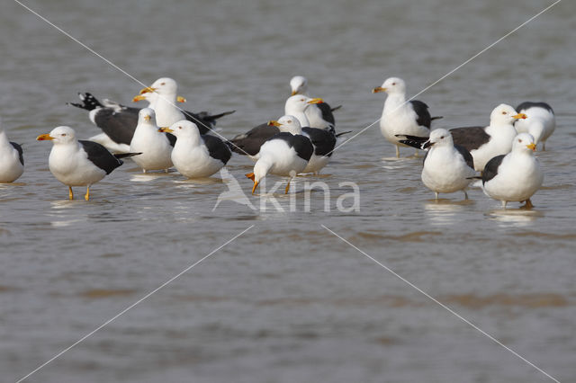 Kleine Mantelmeeuw (Larus fuscus)