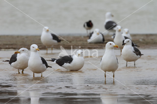 Lesser Black-backed Gull (Larus fuscus)