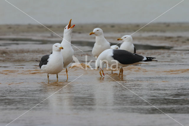 Kleine Mantelmeeuw (Larus fuscus)