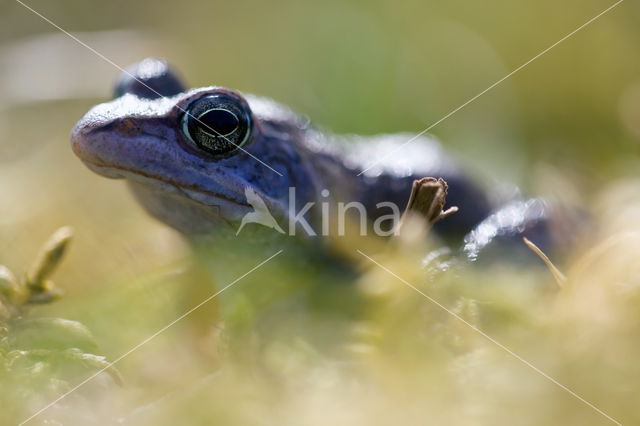 Moor Frog (Rana arvalis)