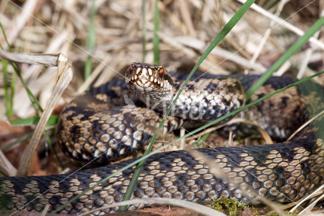 Common Viper (Vipera berus)