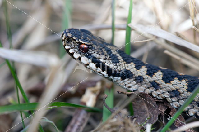 Adder (Vipera berus)