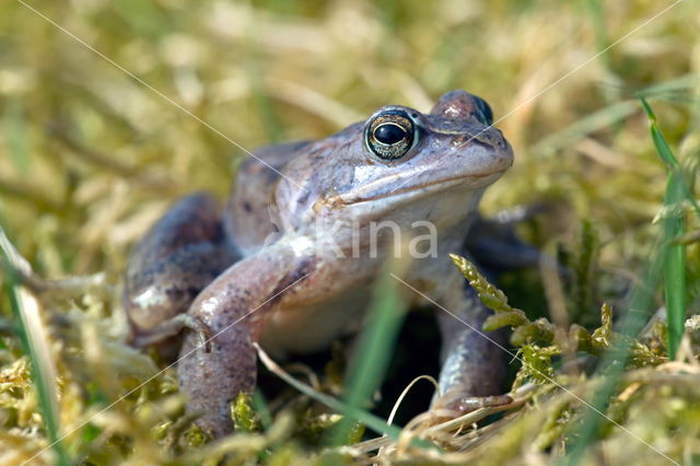 Moor Frog (Rana arvalis)