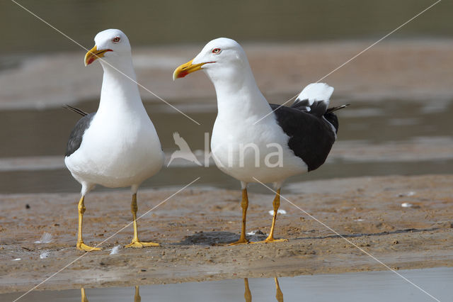 Lesser Black-backed Gull (Larus fuscus)