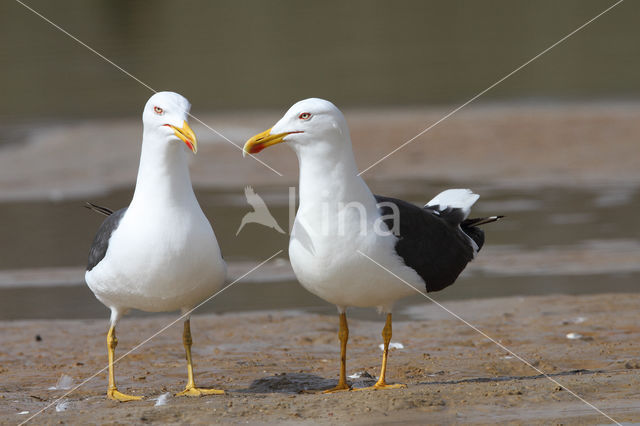 Kleine Mantelmeeuw (Larus fuscus)