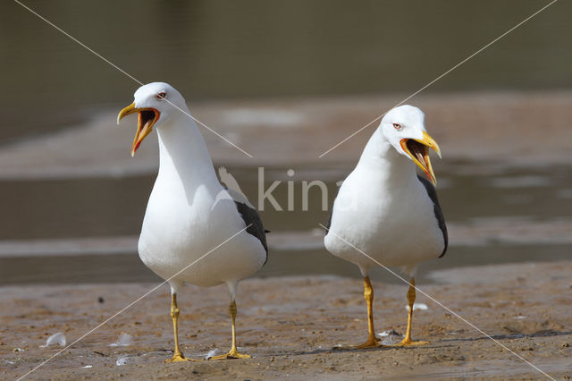 Kleine Mantelmeeuw (Larus fuscus)