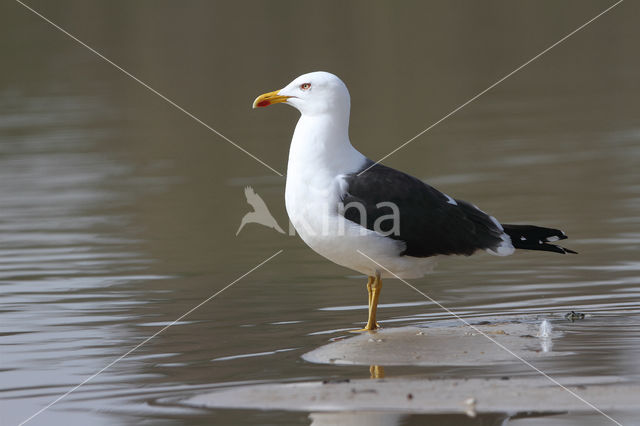 Kleine Mantelmeeuw (Larus fuscus)