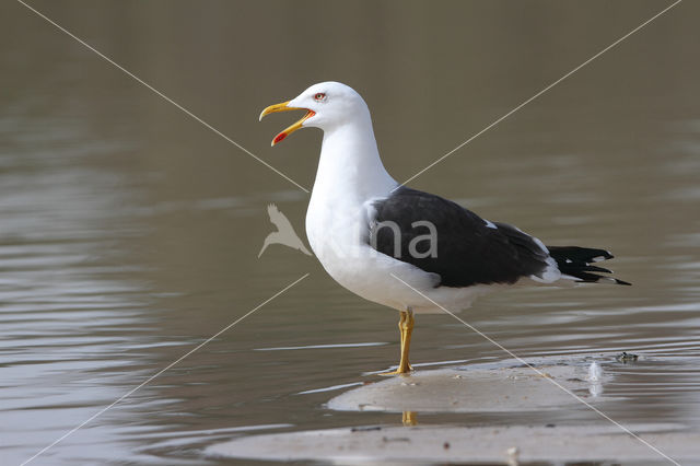 Lesser Black-backed Gull (Larus fuscus)