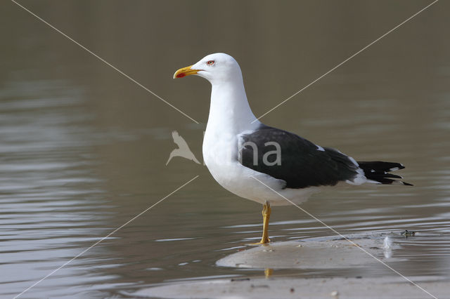 Kleine Mantelmeeuw (Larus fuscus)