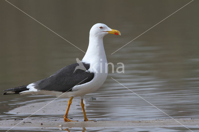 Kleine Mantelmeeuw (Larus fuscus)