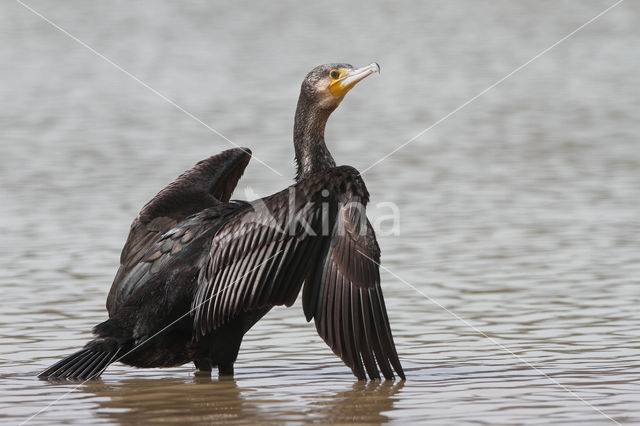 Cormorant (Nannopterum harrisi)