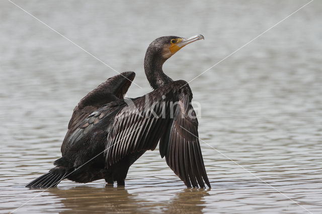 Cormorant (Nannopterum harrisi)