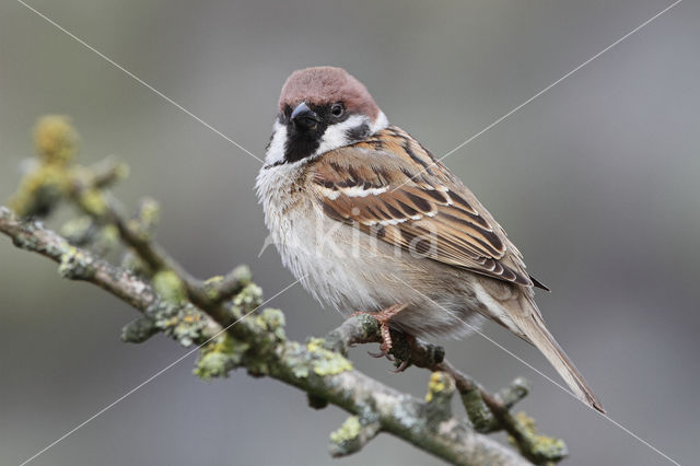 Eurasian Tree Sparrow (Passer montanus)