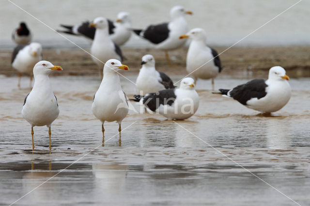 Kleine Mantelmeeuw (Larus fuscus)