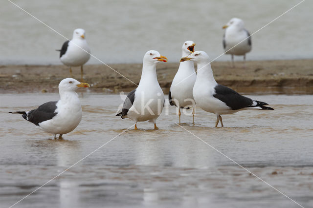 Lesser Black-backed Gull (Larus fuscus)