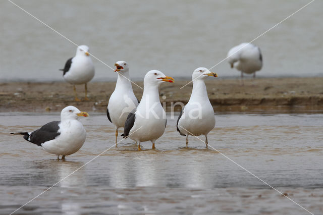 Lesser Black-backed Gull (Larus fuscus)