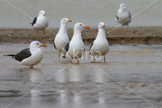 Kleine Mantelmeeuw (Larus fuscus)