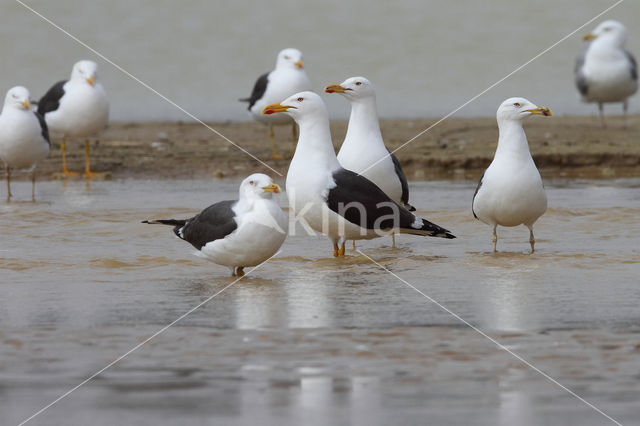 Lesser Black-backed Gull (Larus fuscus)