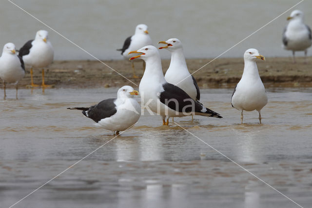 Kleine Mantelmeeuw (Larus fuscus)