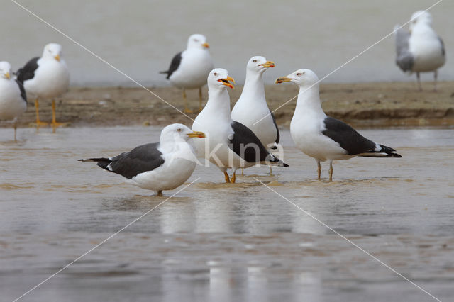 Kleine Mantelmeeuw (Larus fuscus)