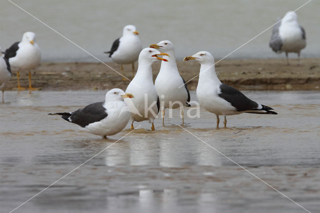 Kleine Mantelmeeuw (Larus fuscus)