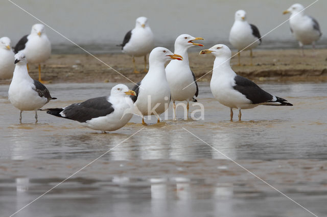 Kleine Mantelmeeuw (Larus fuscus)