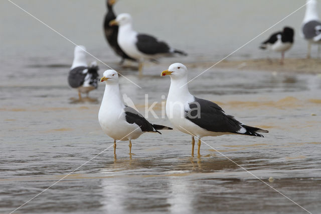 Lesser Black-backed Gull (Larus fuscus)