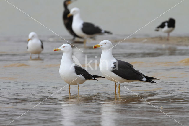 Kleine Mantelmeeuw (Larus fuscus)