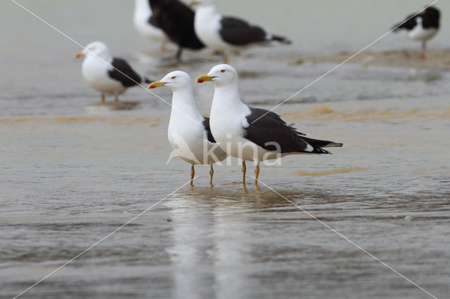 Lesser Black-backed Gull (Larus fuscus)