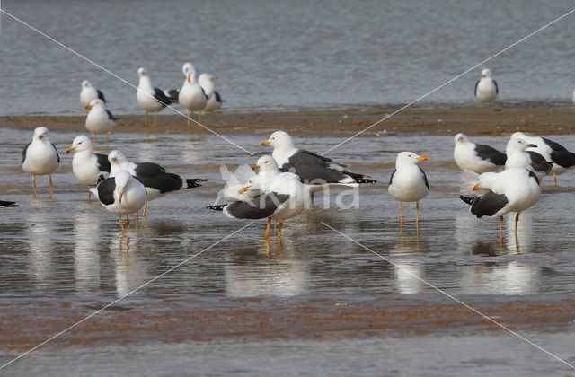 Lesser Black-backed Gull (Larus fuscus)