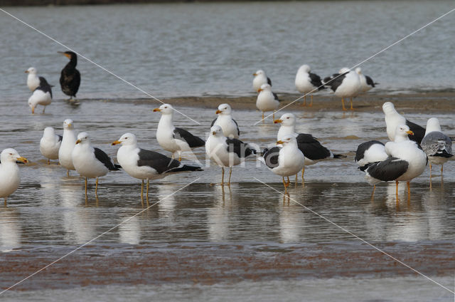 Kleine Mantelmeeuw (Larus fuscus)