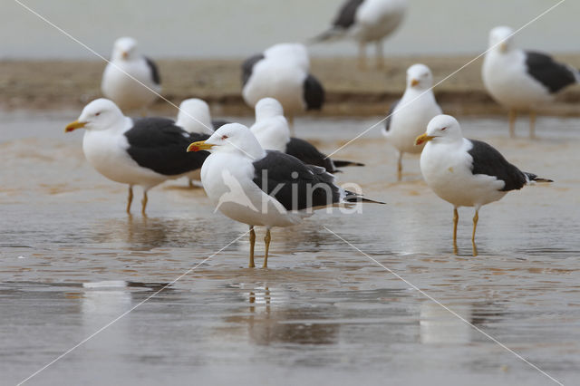 Lesser Black-backed Gull (Larus fuscus)