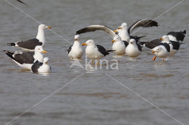 Kleine Mantelmeeuw (Larus fuscus)