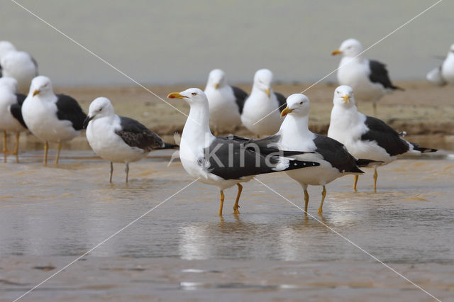 Kleine Mantelmeeuw (Larus fuscus)